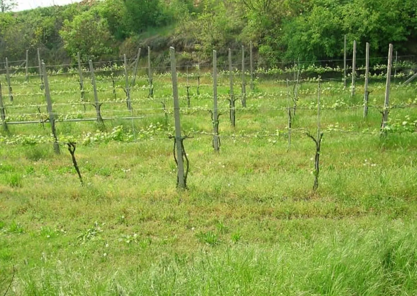 Bed and Breakfast La Casa Di Delfina Caprino Veronese 0*,  Italien